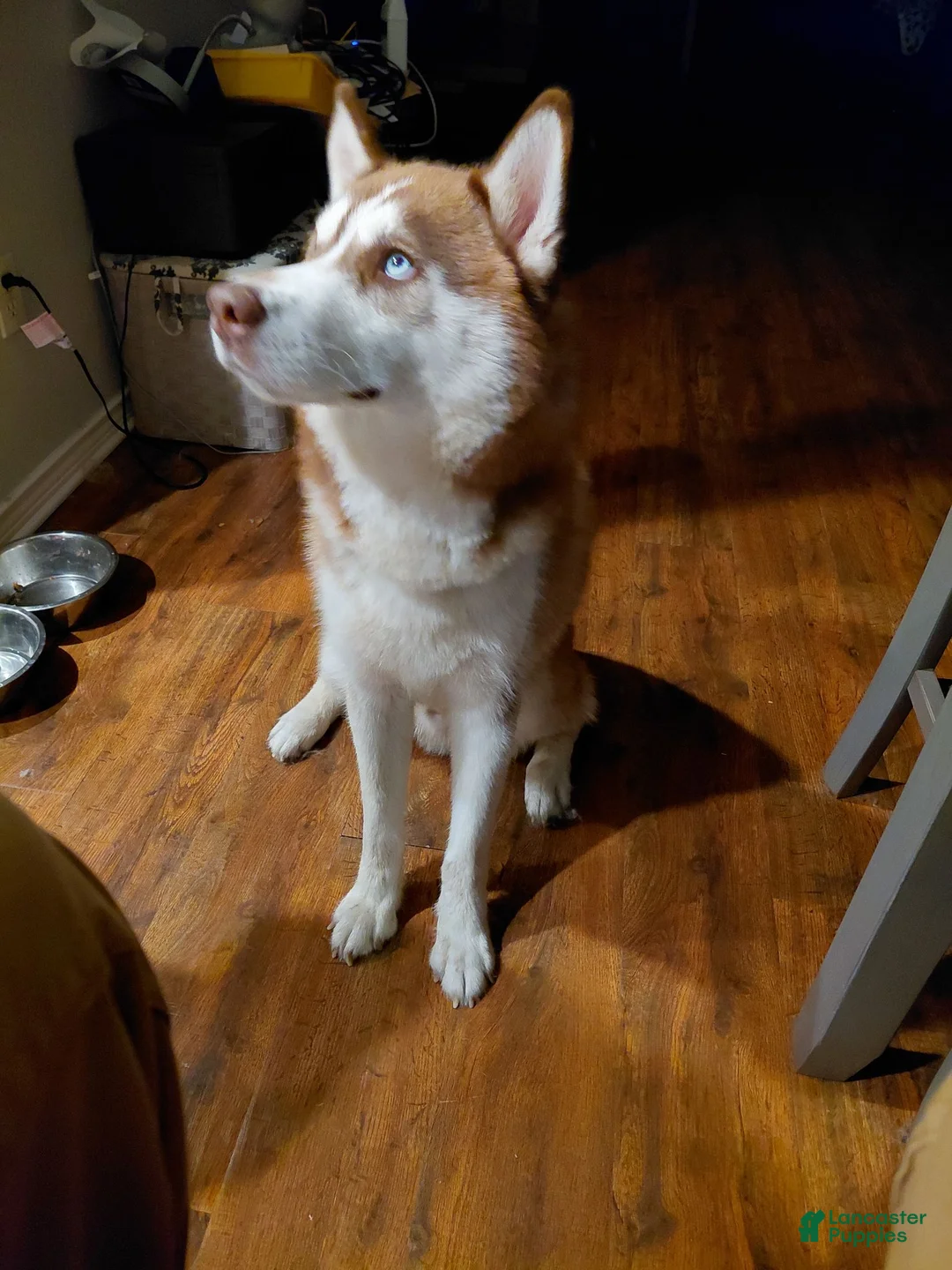 Siberian Husky dogs for sale: Siberian Husky 1 - Ad 1