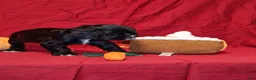 Cocker Spaniel dogs for sale: Jacqueline - Ad 2