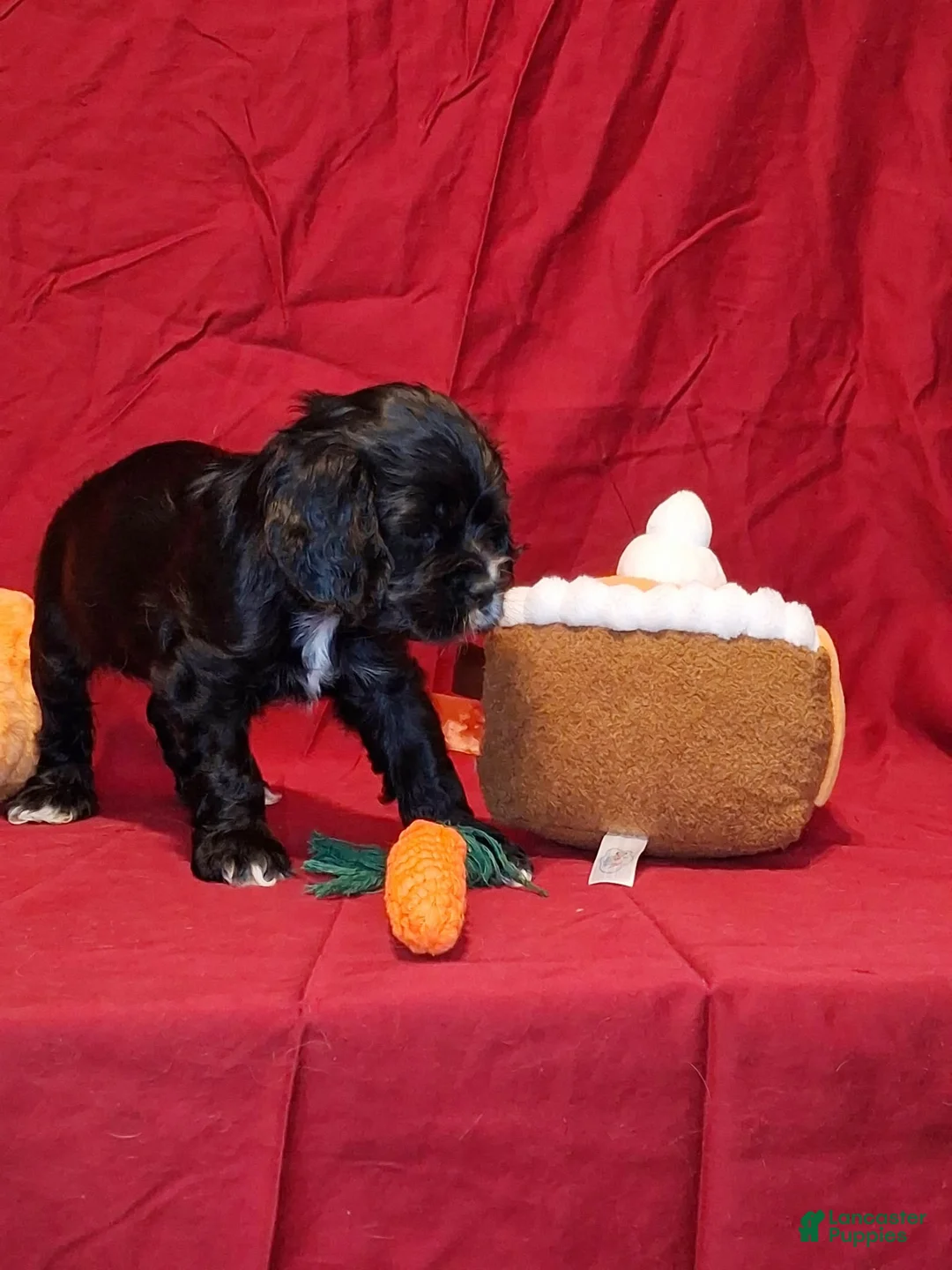 Cocker Spaniel dogs for sale: Jacqueline - Ad 2