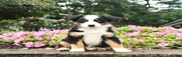 Australian Shepherd dogs for sale: Destiny  - Ad 3