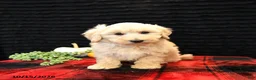 Maltipoo dogs for sale: Lane - Ad 5