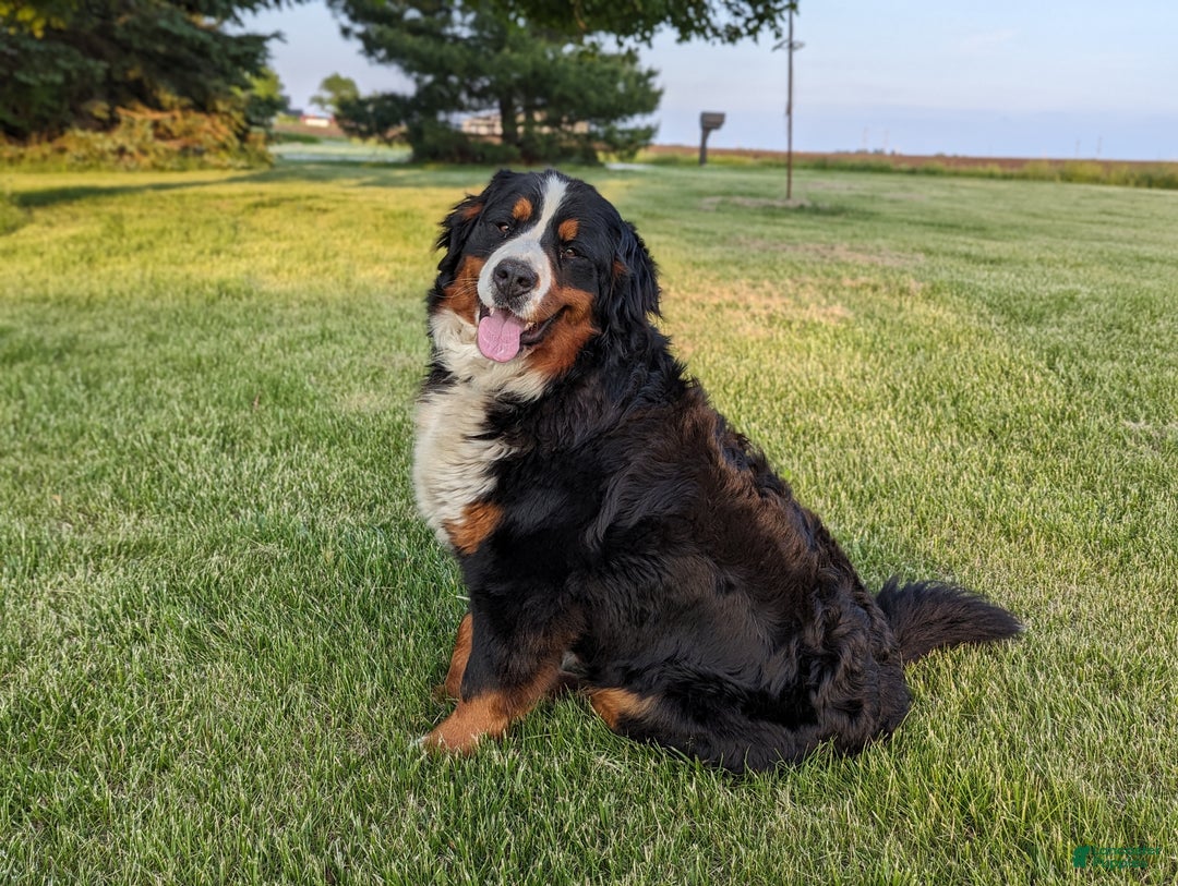 Bernedoodle dogs for sale: Nordic - Ad 16