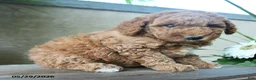 Miniature Poodle dogs for sale: Giggles - Ad 1