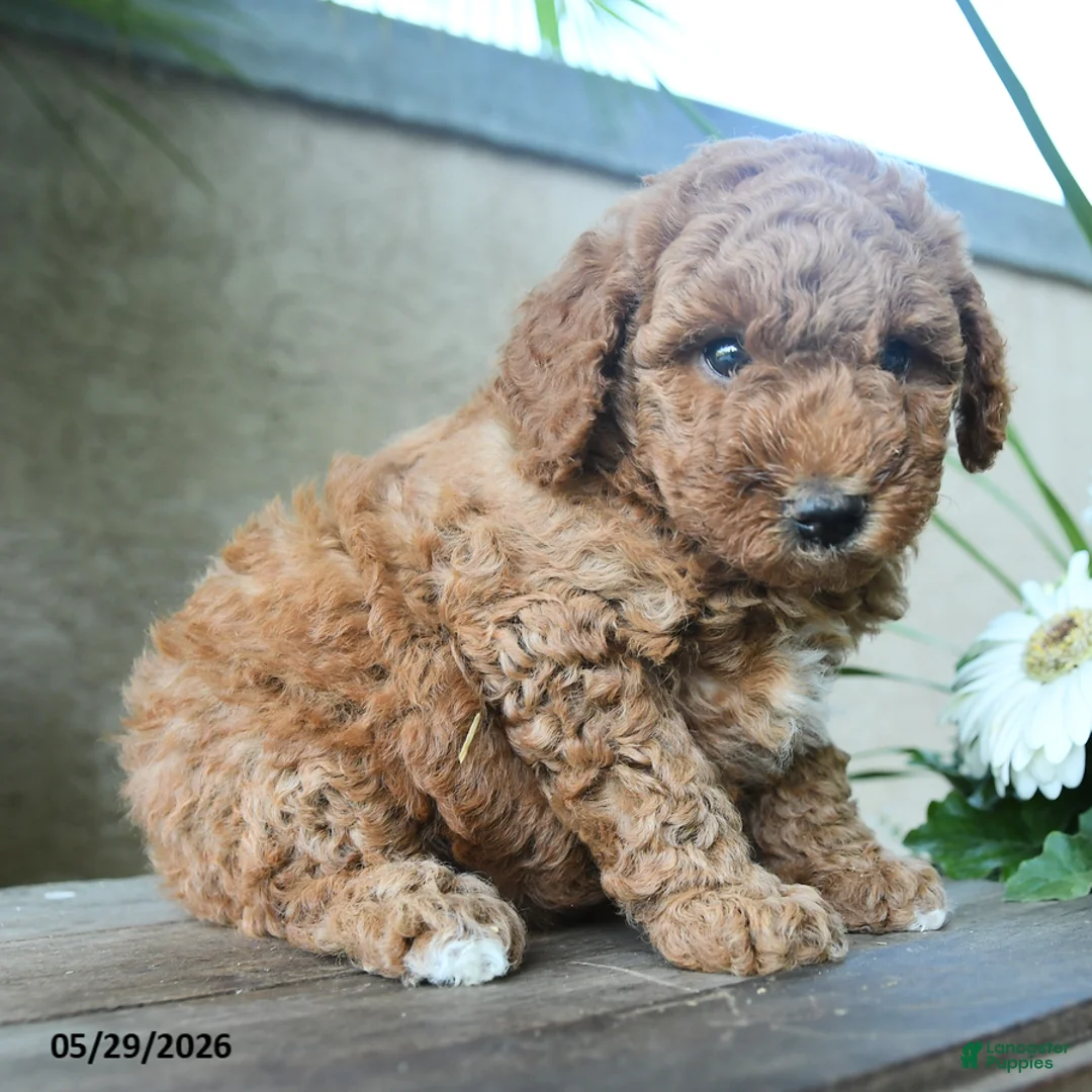 Miniature Poodle dogs for sale: Giggles - Ad 1