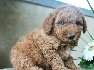 Miniature Poodle dogs for sale: Giggles - Ad 4