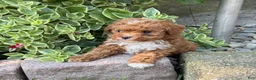 Toy Poodle dogs for sale: Peanut - Ad 16