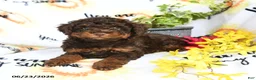 Toy Poodle dogs for sale: Hershey - Ad 4