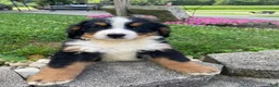 Bernese Mountain Dog dogs for sale: Milo - Ad 9