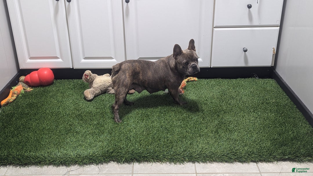 French Bulldog dogs for sale: Molly - Ad 5