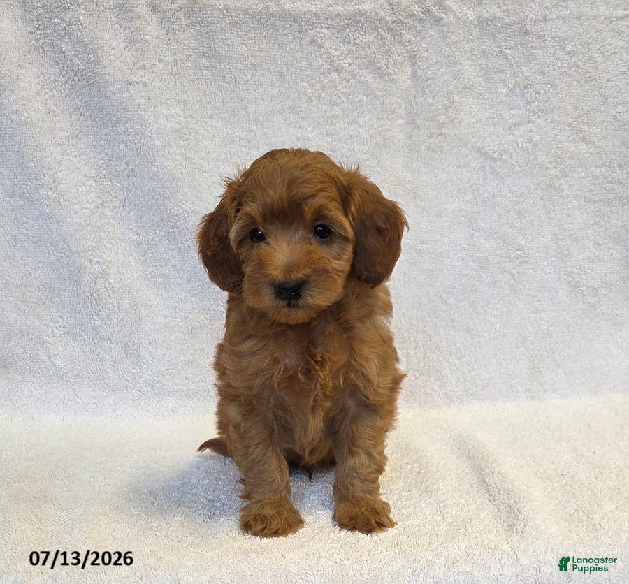 Mini Goldendoodle dogs Buster - Ad 2