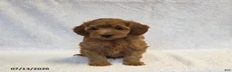 Mini Goldendoodle dogs for sale: Buster - Ad 2