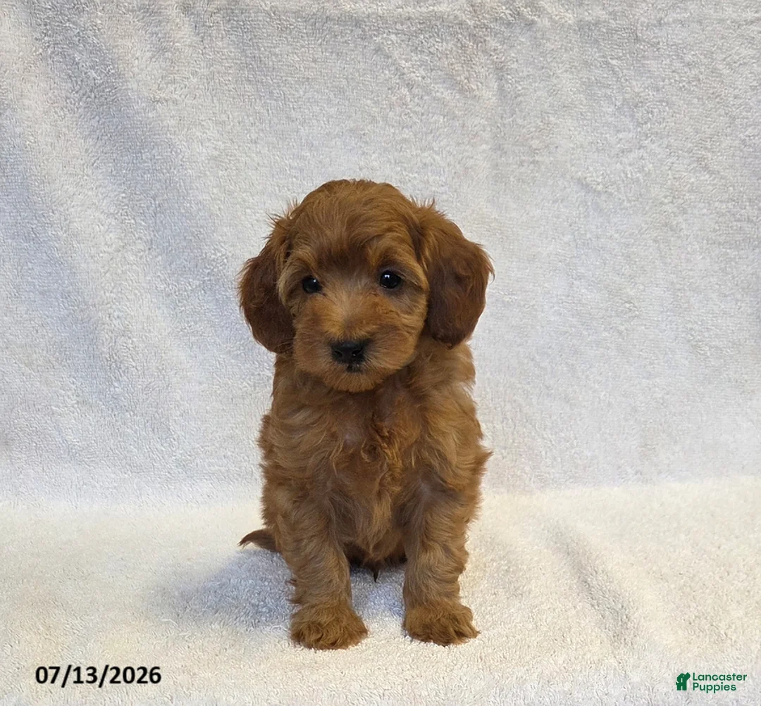 Mini Goldendoodle dogs for sale: Buster - Ad 2