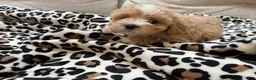 Maltipoo dogs for sale: Chip - Ad 9