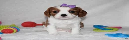 Cavalier King Charles Spaniel dogs for sale: Quilla  - Ad 5