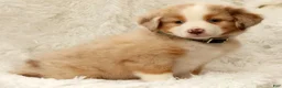 Australian Shepherd dogs for sale: Lainey - Ad 6