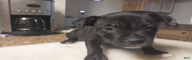 American Bully Puppy 2