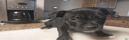 American Bully dogs for sale: American Bully Puppy 2 - Ad 1