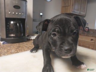 American Bully dogs American Bully Puppy 2 - Ad 6
