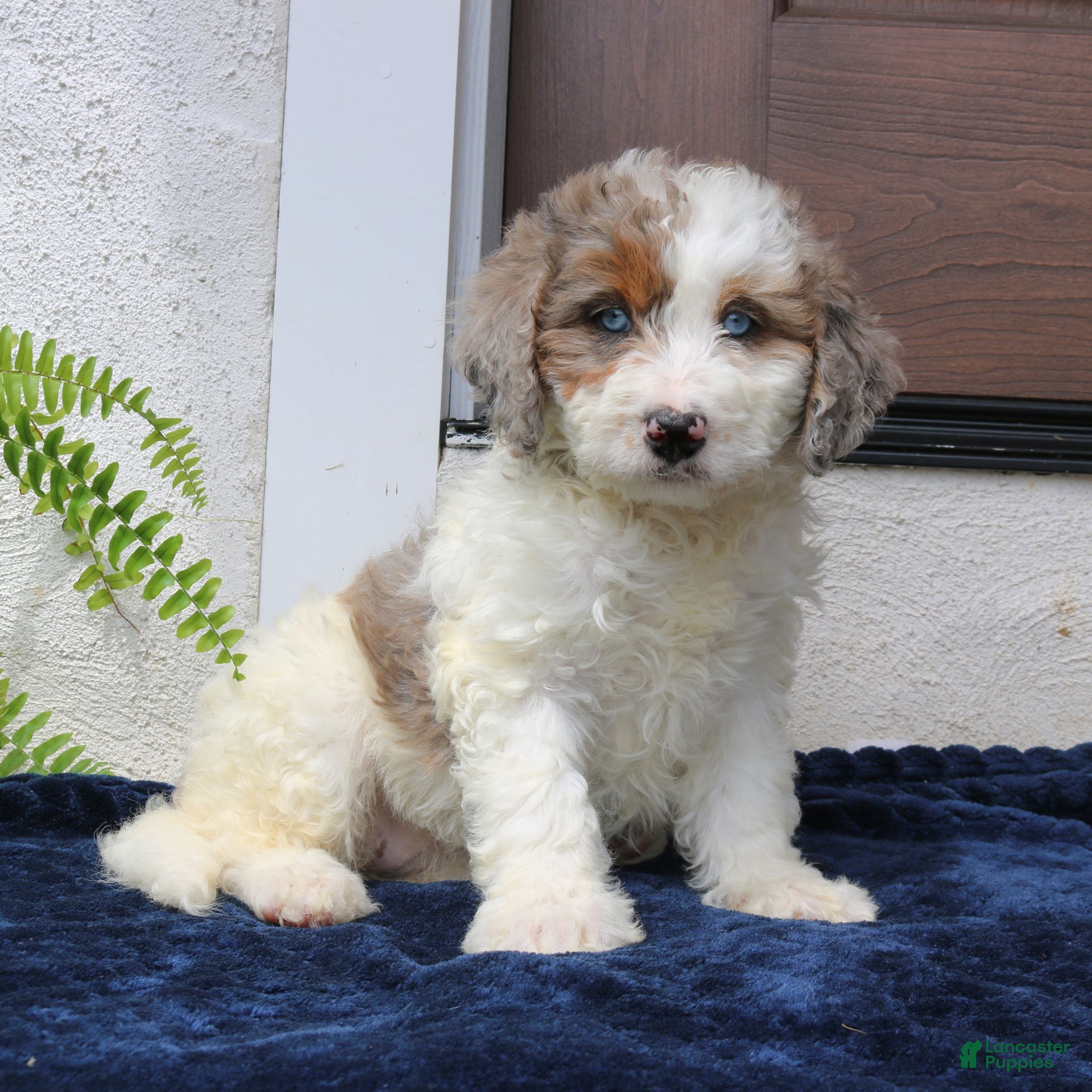 Mini Bernedoodle dogs Ruby  - Ad 1