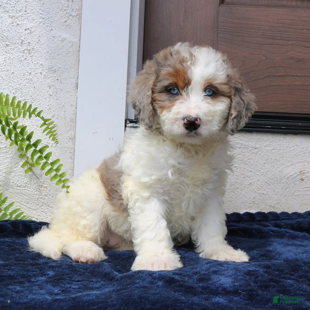 Mini Bernedoodle dogs for sale: Ruby  - Ad 1