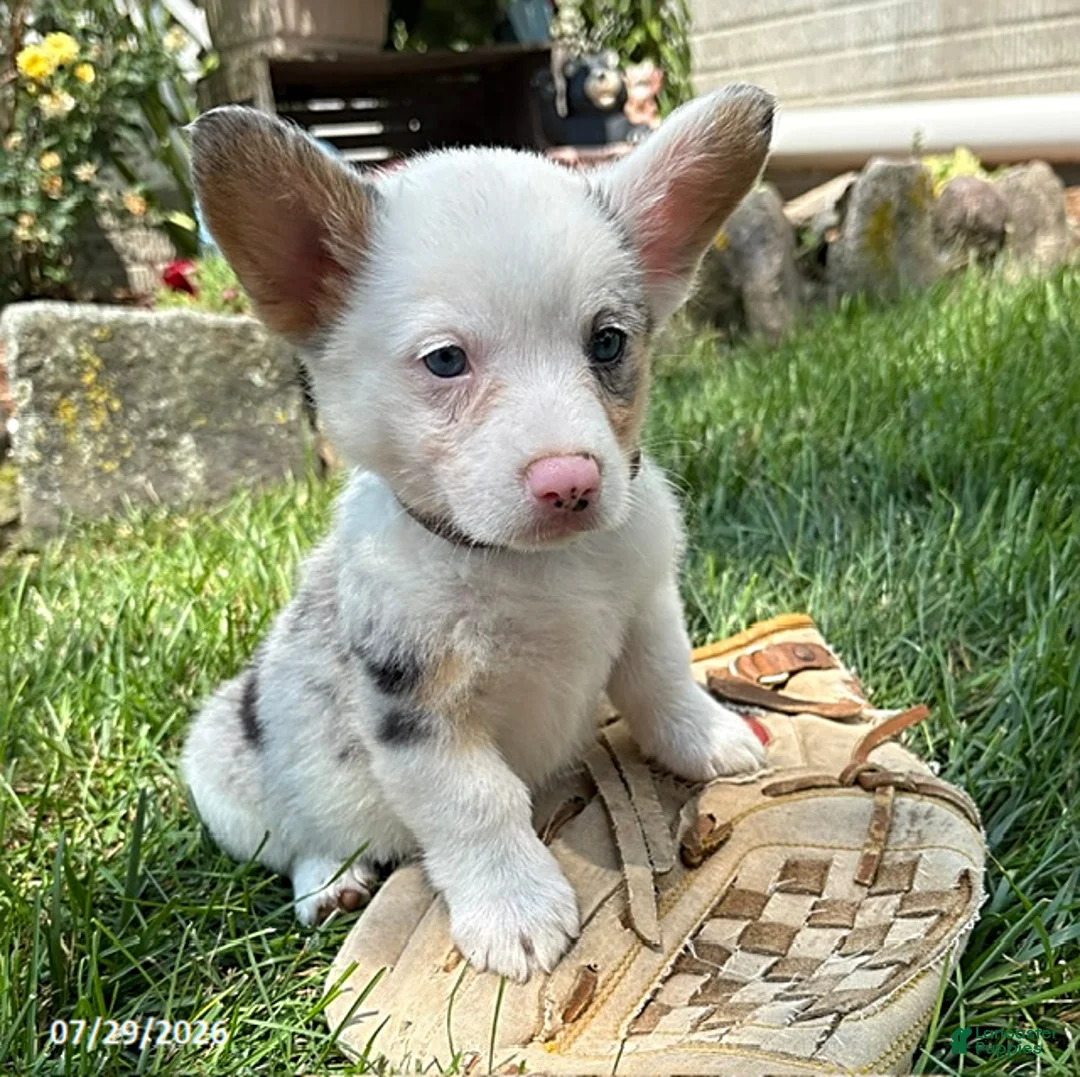 Welsh Corgi Pembroke dogs for sale: Naomi - Ad 2