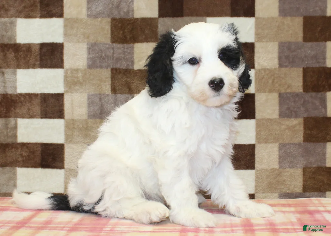 Mini Bernedoodle dogs for sale: AJ - Ad 4