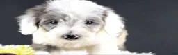 Mini Aussiedoodle dogs for sale: Boots - Ad 4