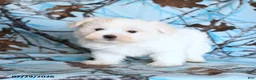 Maltese dogs for sale: Frost  - Ad 5