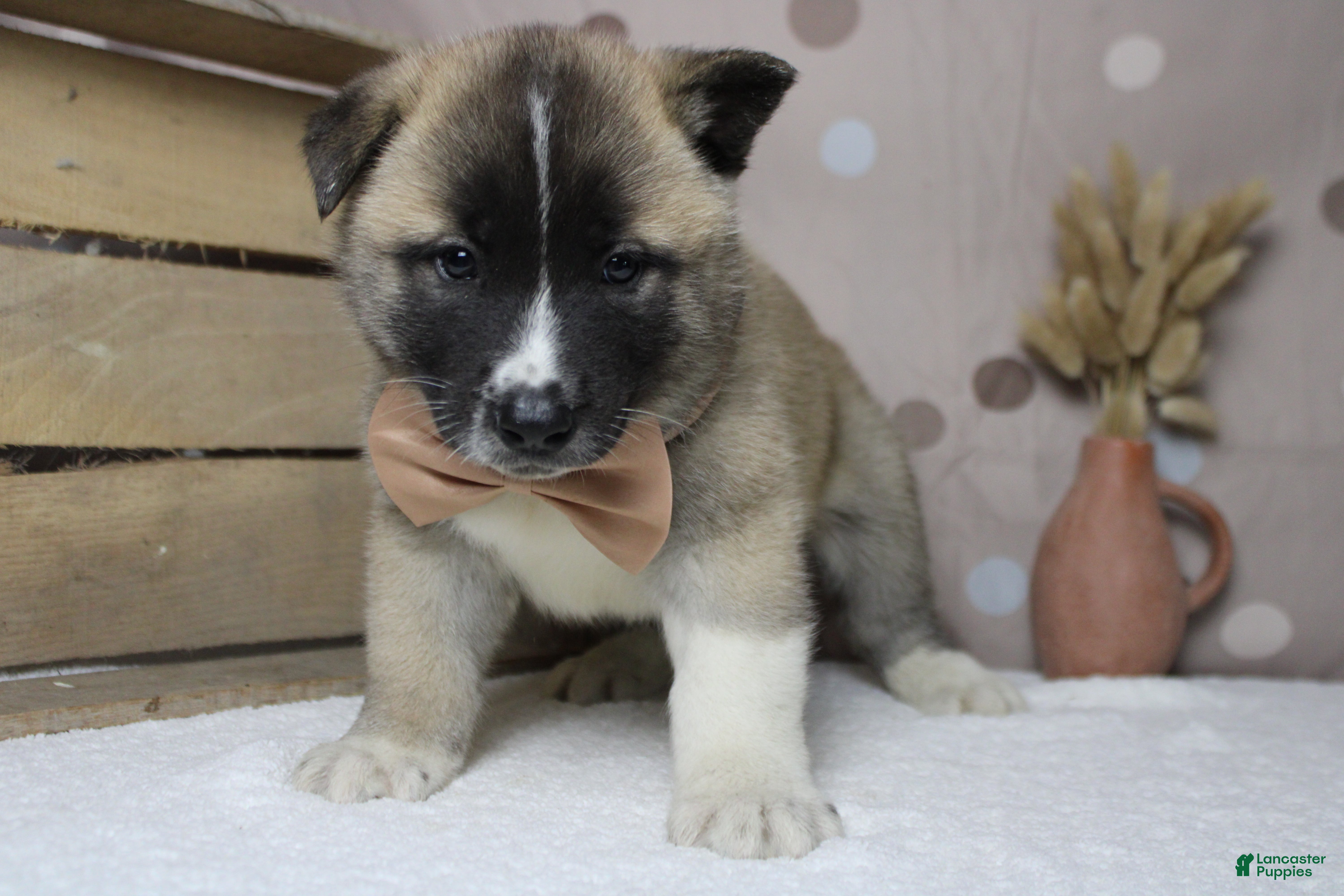 Akita dogs Cortland  - Ad 8