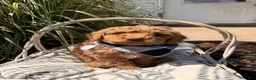Mini Goldendoodle dogs for sale: Billy - Ad 4