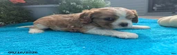 Cavalier King Charles Spaniel dogs for sale: Tove - Ad 4