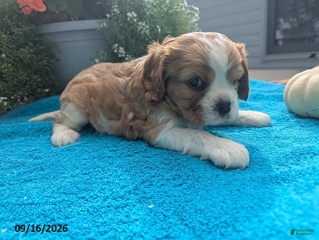 Cavalier King Charles Spaniel dogs for sale: Tove - Ad 4