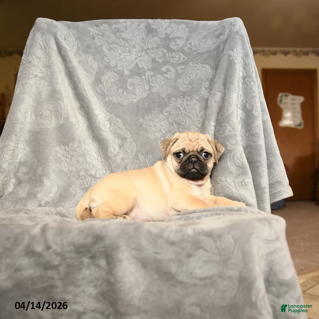 Pug dogs for sale: Tammy - Ad 3