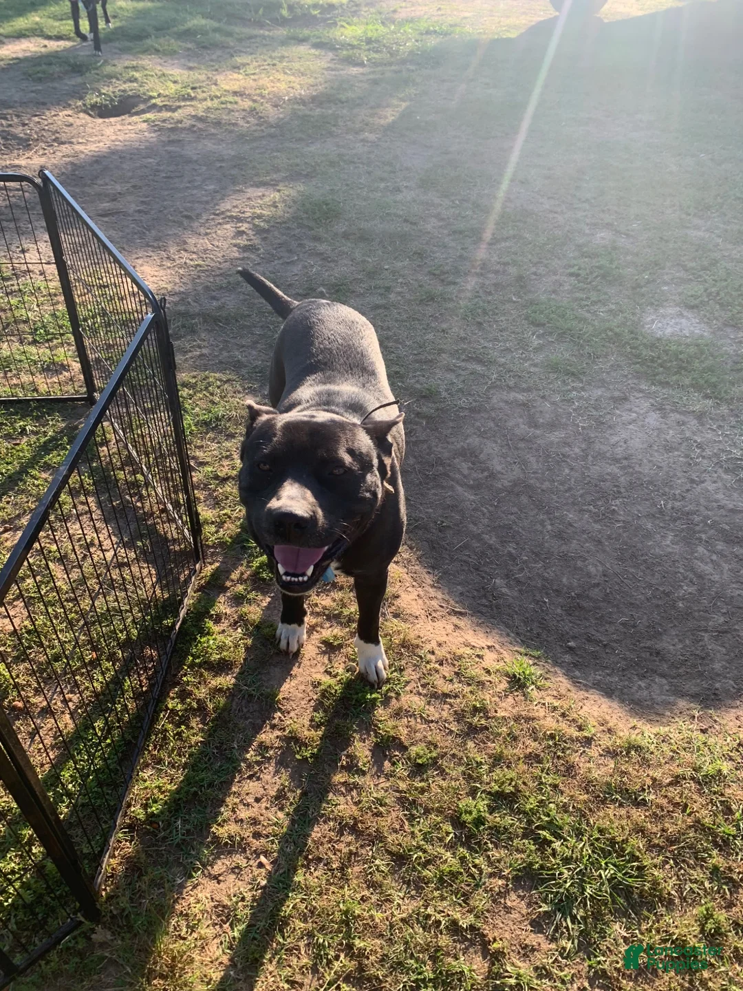 Mixed Breed dogs for sale: Zeus - Ad 2