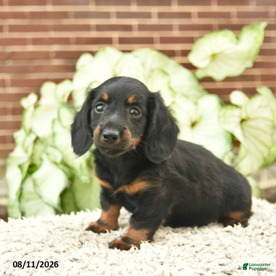 Miniature Dachshund dogs Clementine - Ad 2