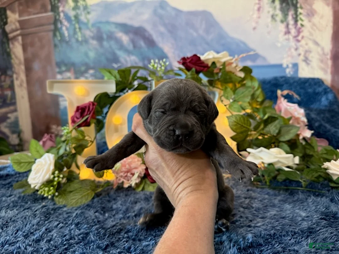 Cane Corso dogs for sale: Presley - Ad 2