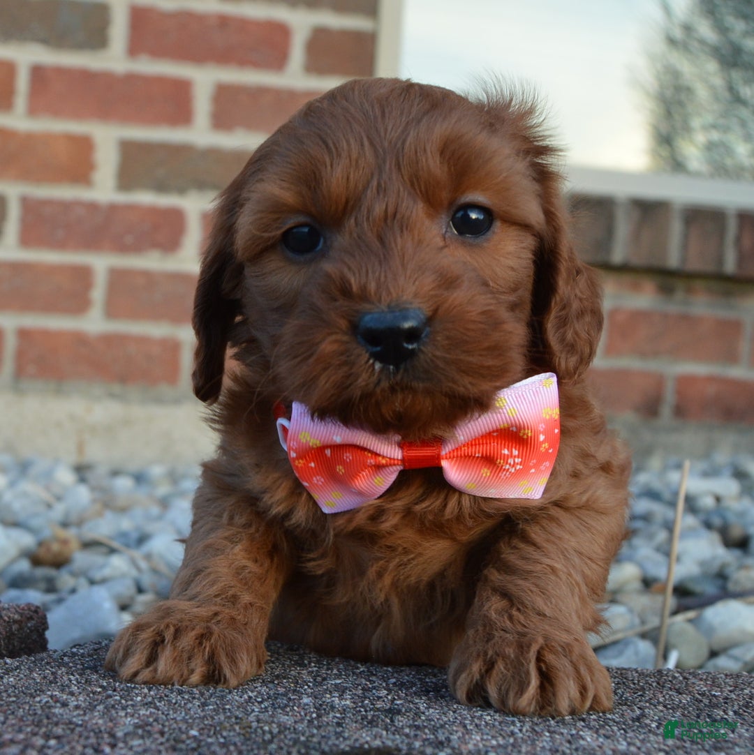 Cockapoo dogs for sale: Coco - Ad 7