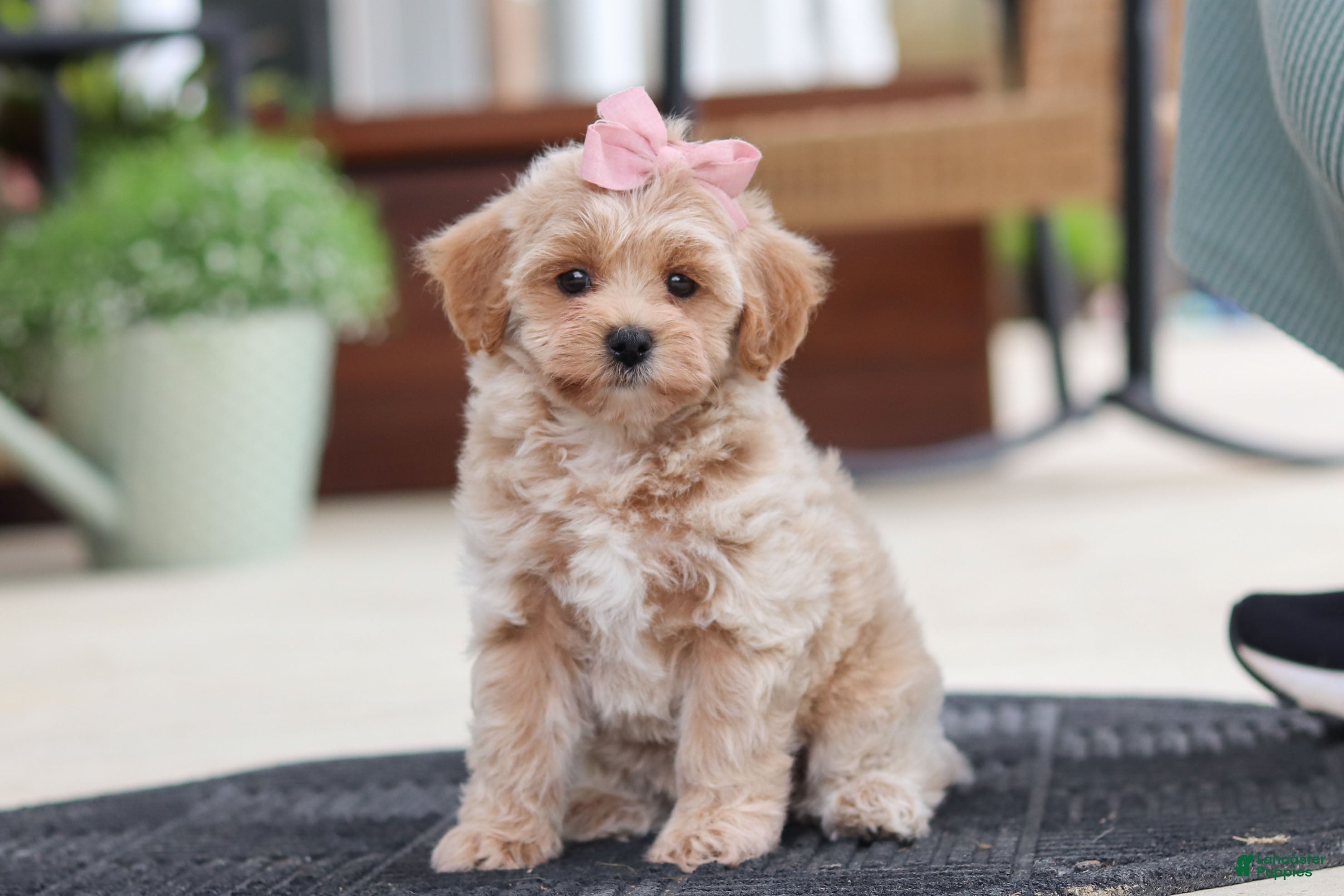 Maltipoo dogs Kelly - Ad 2