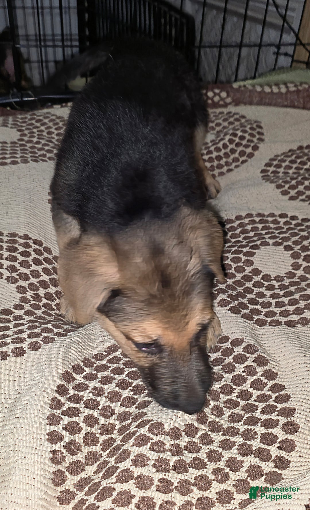 German Shepherd dogs for sale: Bella (5) - Ad 5