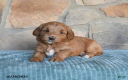 Mini Goldendoodle dogs for sale: Millie - Image 5