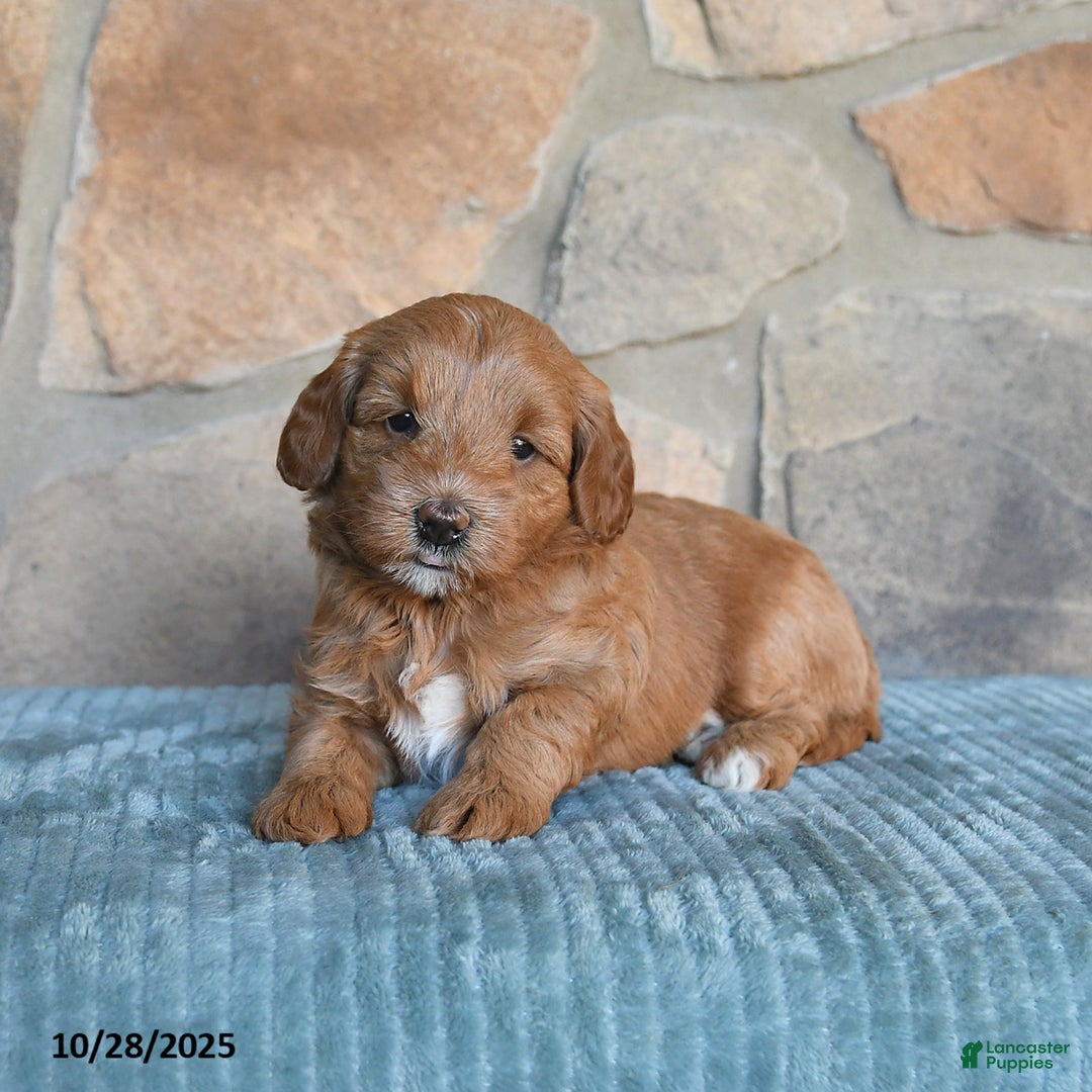 Mini Goldendoodle dogs for sale: Millie - Image 5