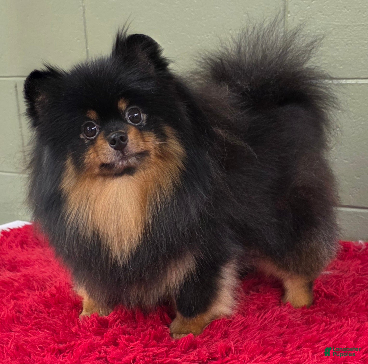 Pomeranian dogs Silvia - Ad 19