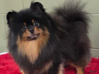 Pomeranian dogs Silvia - Ad 19