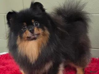 Pomeranian dogs Silvia - Ad 22