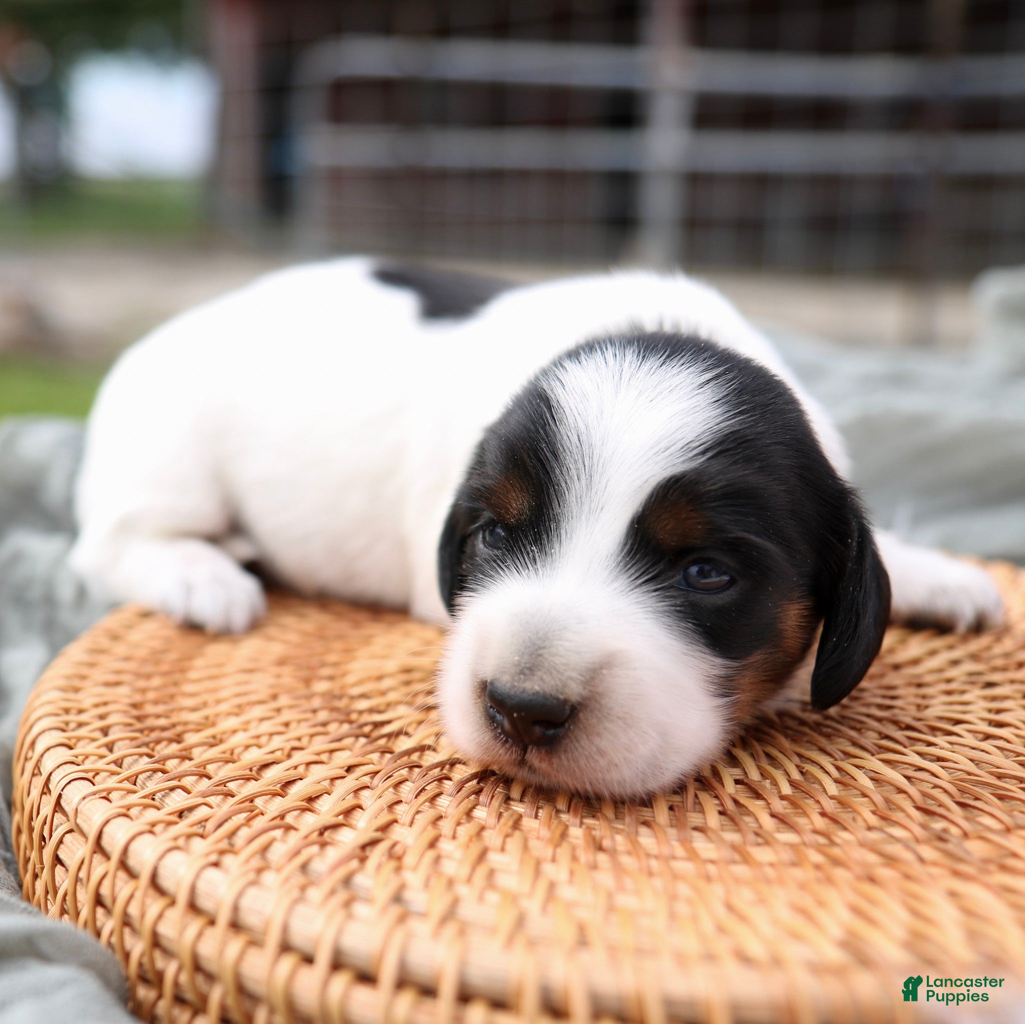 Miniature Dachshund dogs Duke Miniature Dachshund Puppy  - Ad 1