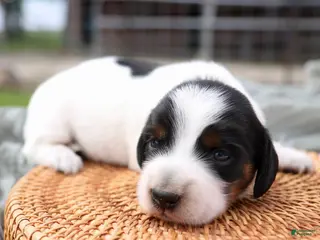 Miniature Dachshund dogs for sale: Duke Miniature Dachshund Puppy - Ad 1