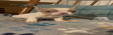 French Bulldog Puppy 1
