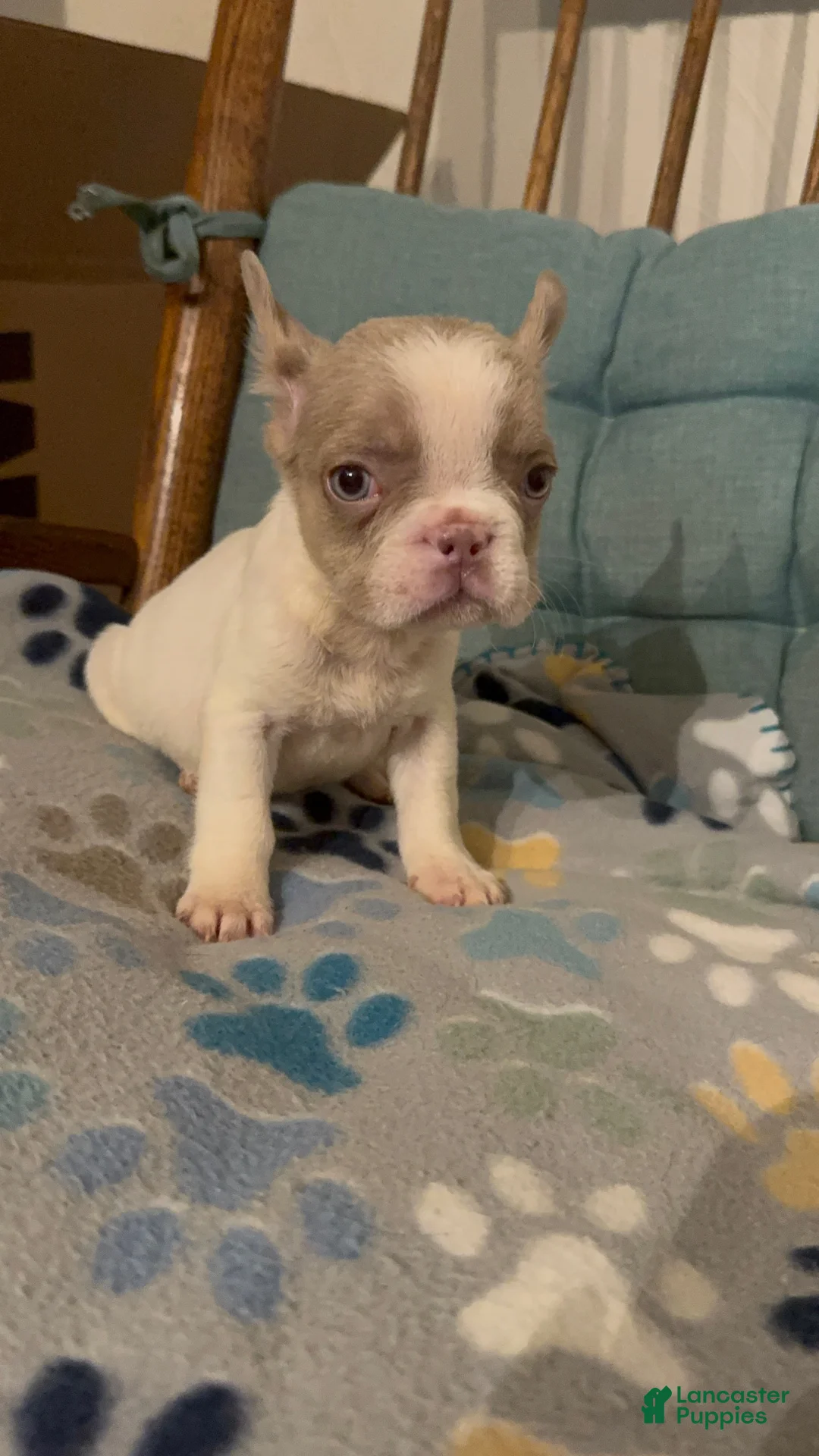 French Bulldog dogs for sale: French Bulldog Puppy 1 - Ad 1