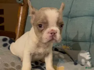 French Bulldog dogs for sale: French Bulldog Puppy 1 - Ad 3