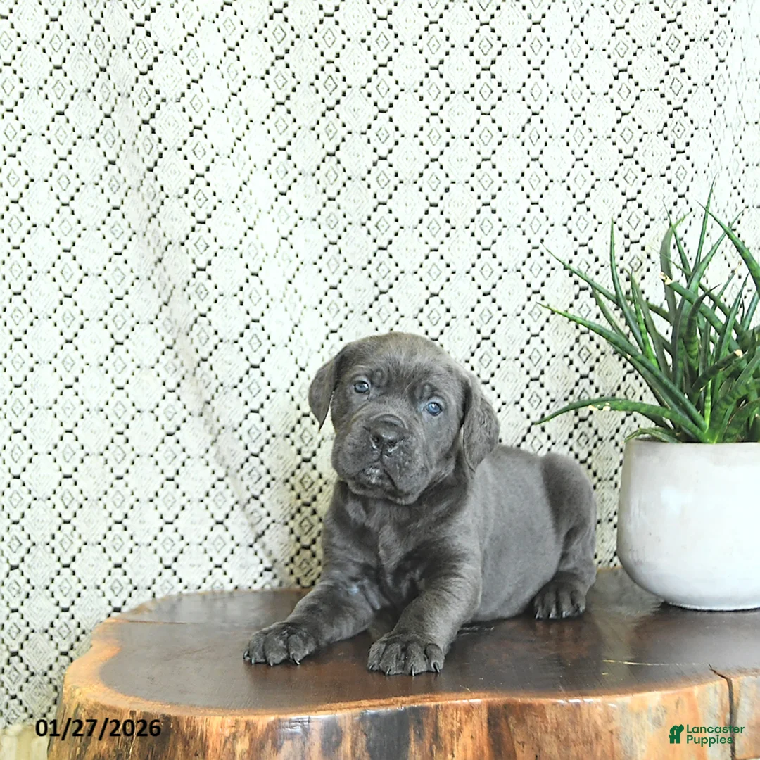 Cane Corso dogs for sale: Karma - Ad 1